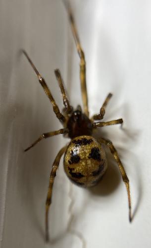 Réf. 313 062 : Steatoda triangulosa